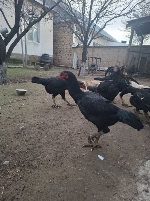 Дакан тауық сатылады китаи шамо