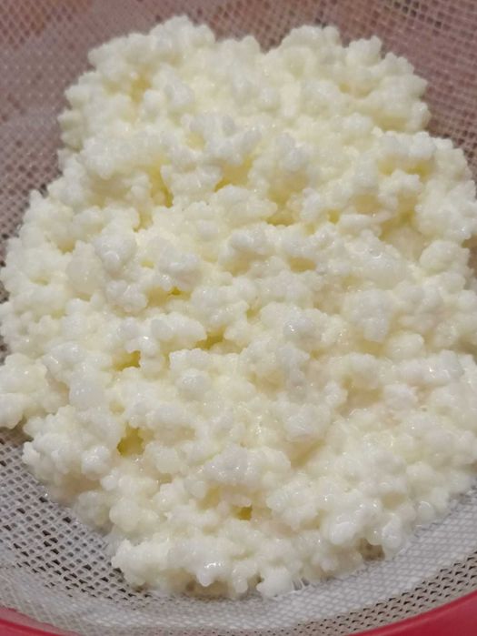 Granule kefir lapte (chefir caucazian autentic)