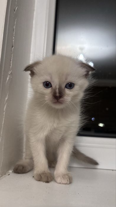 Котенок в добрые руки,девочка