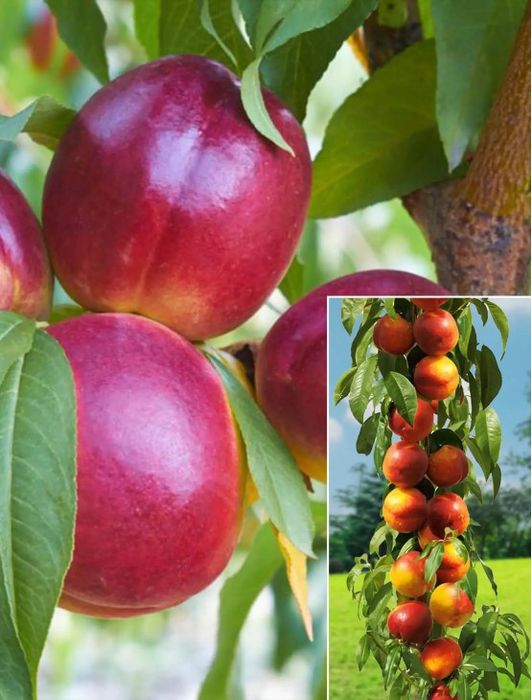 Pomi Fructiferi Columnari (NECTARIN )
