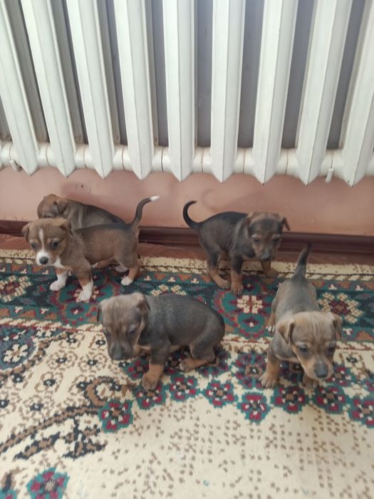 Кәндік күшіктер сатылады