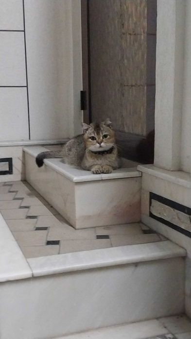 Очаровательные шотландские котята в добрые руки!