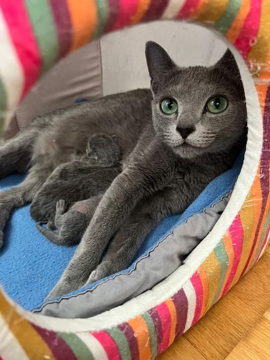 Котёнок русская голубая