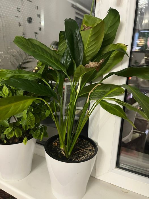 Цветы для уюта вашего дома