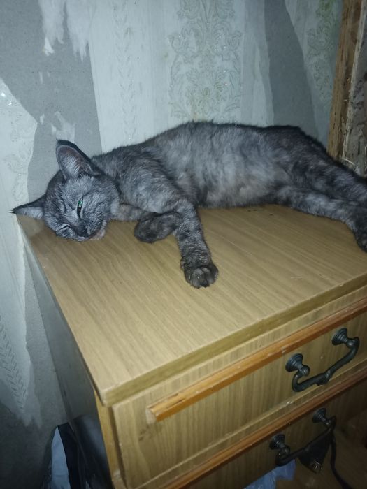 Отдам в хорошие руки