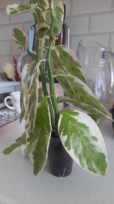 Педилантус 2 роста