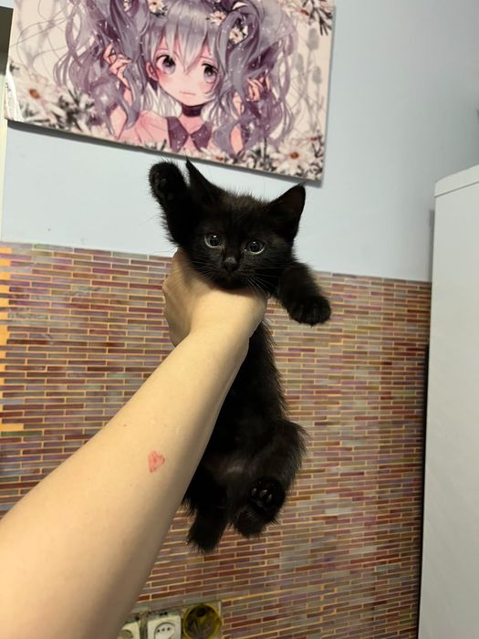 Котёнок девочка.