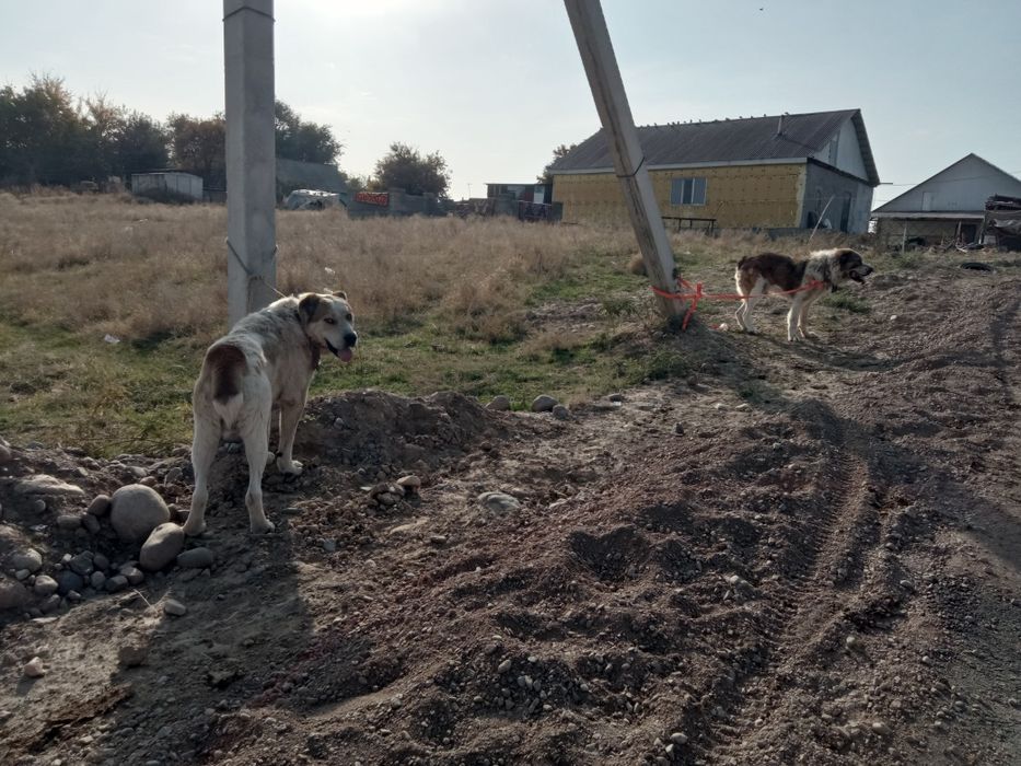 Алабай иттер сатылады