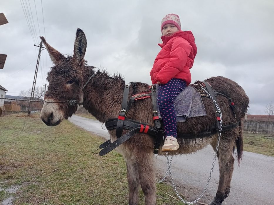 Vând magarita sau schimb cu manza mica