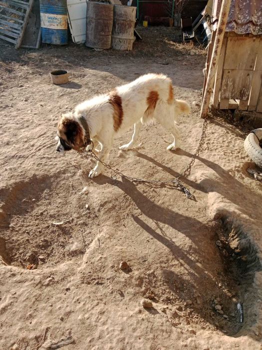 Продам собаку Алабай