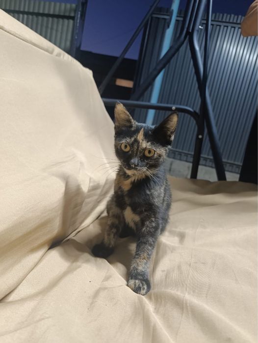Отдам котенка в добрые руки