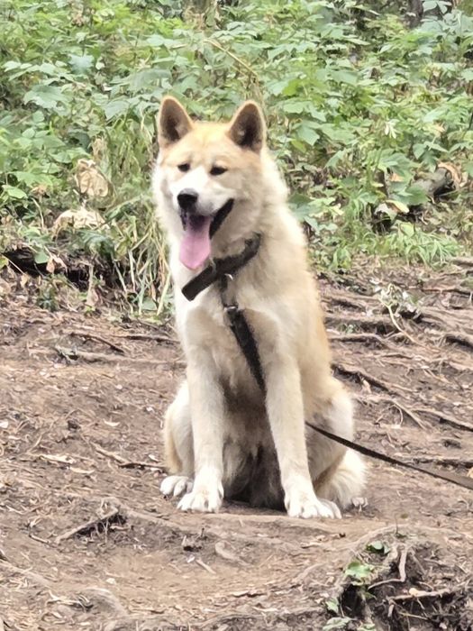Акита ину девочка 1год и 3 месяца