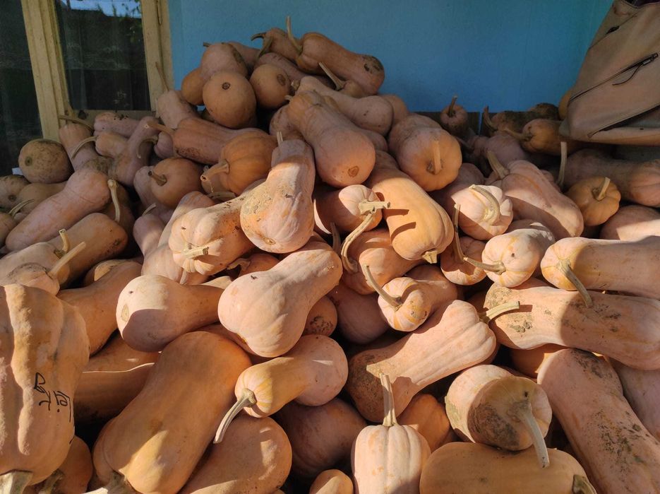 Vând dovleci plăcintari și turcești