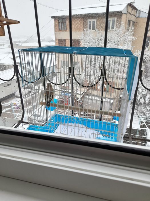 Norchi sayrovda 5 oy boqilgan qush