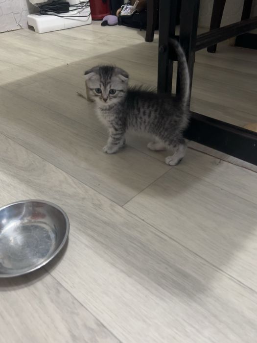 Продам котенка девочку