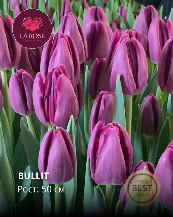 Премиальные тюльпаны оптом к 8 Марта