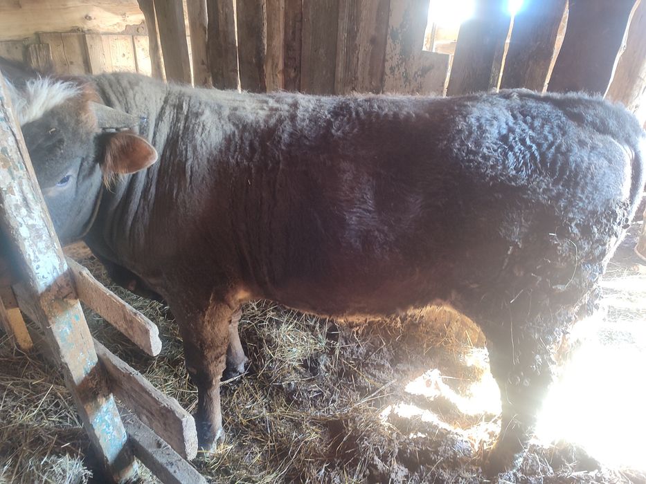 Семіз бычок сатылады