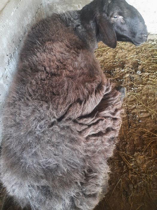 Зотдор Куйлар сотилади