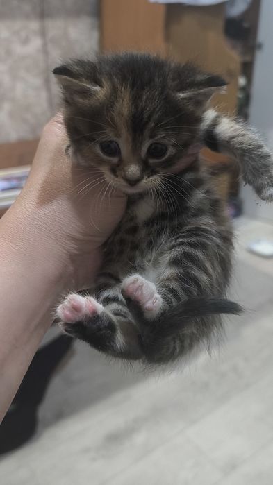 Котята бесплатно