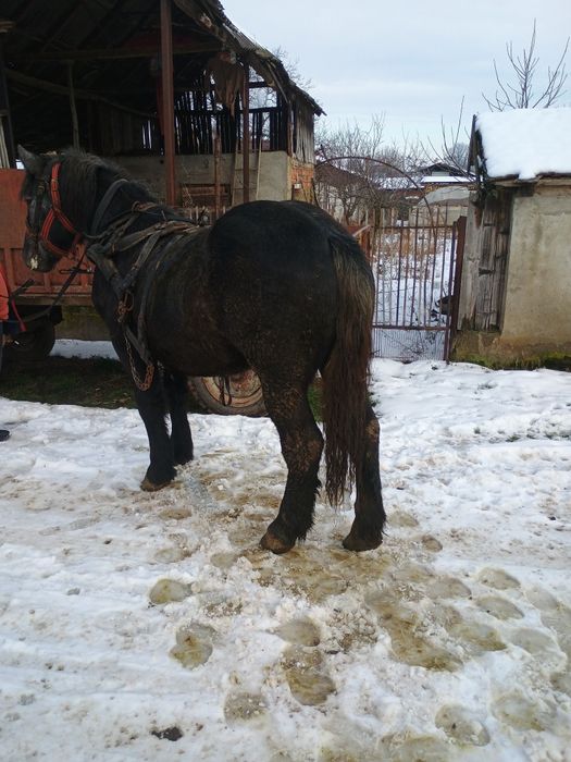 Vând Armăsar 1an si8luni