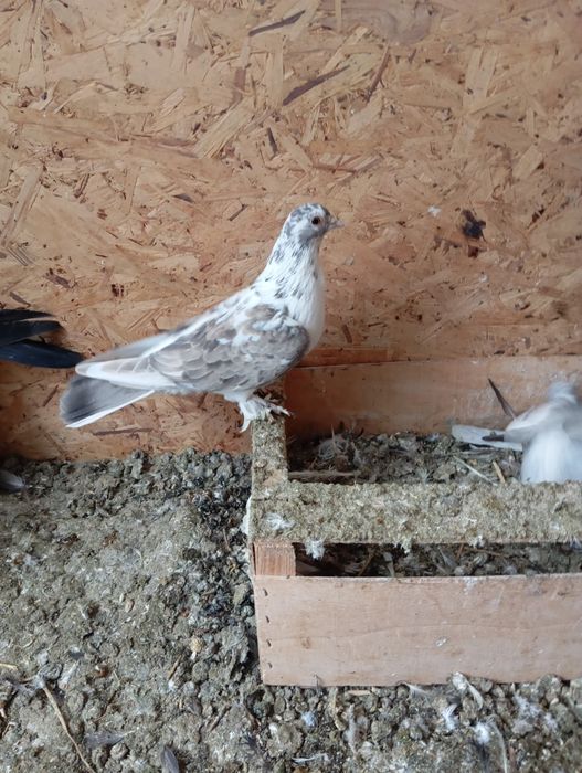 Продаются голуби породы Такла