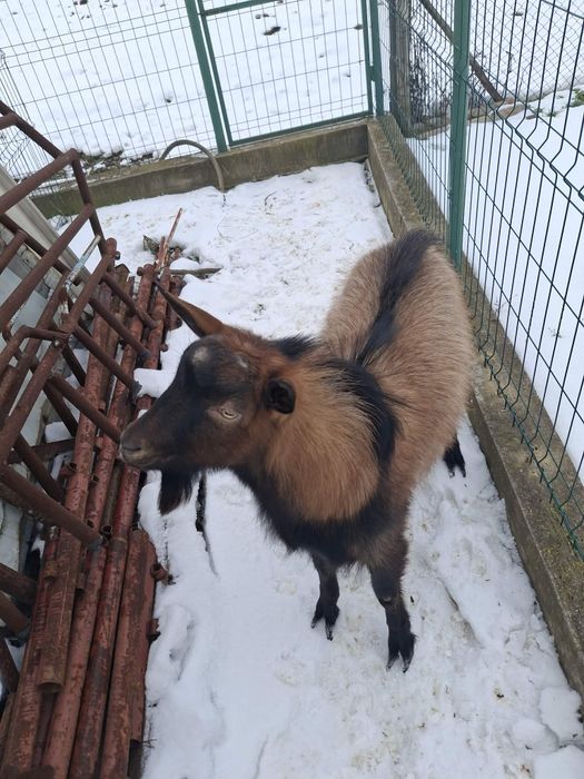 Vând țap rasa alpina franceza