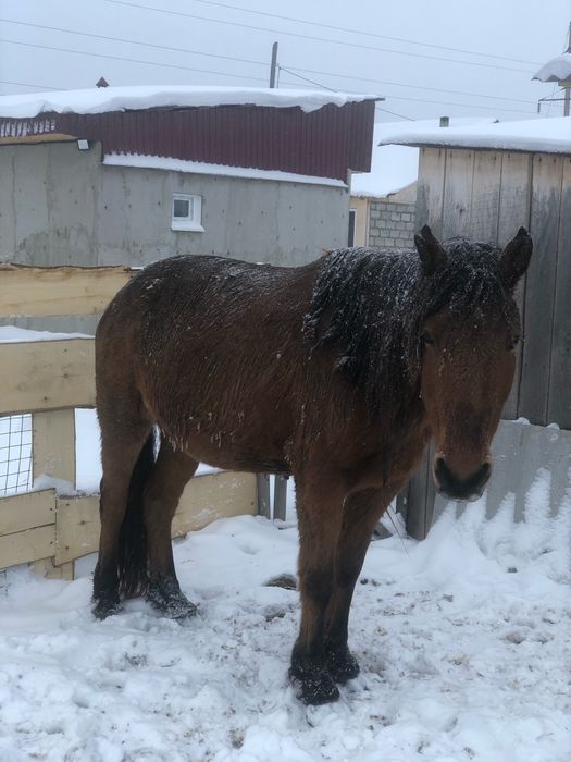 Продам лошадей КРС с откорма