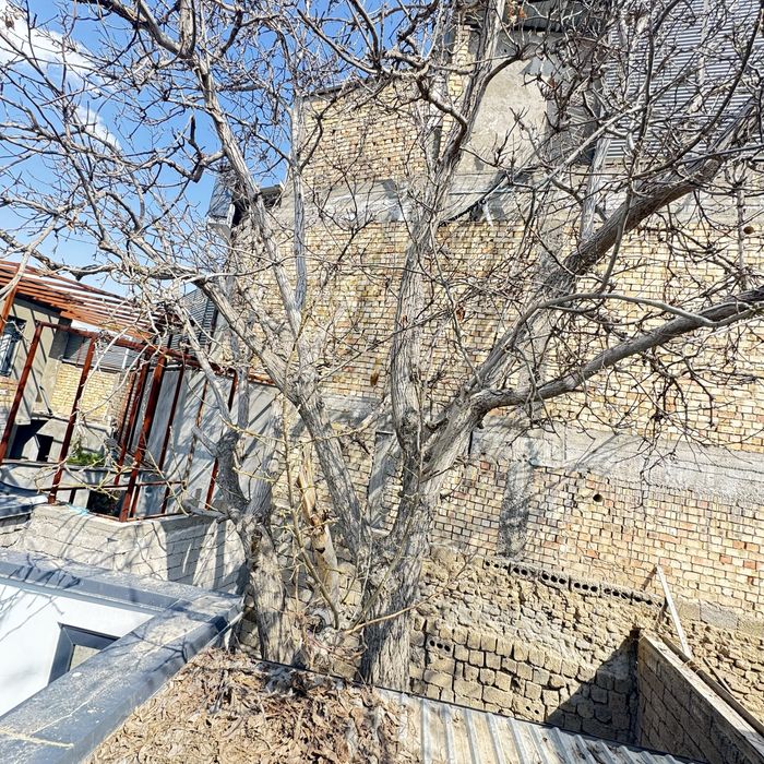 Yong’oq daraxti ko’p yillik judda katta qalin soglom daraxt енгок дара