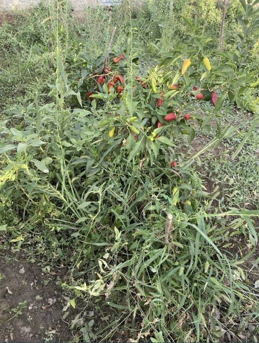 Дача Пмк 29да 5 бөлмелі үй