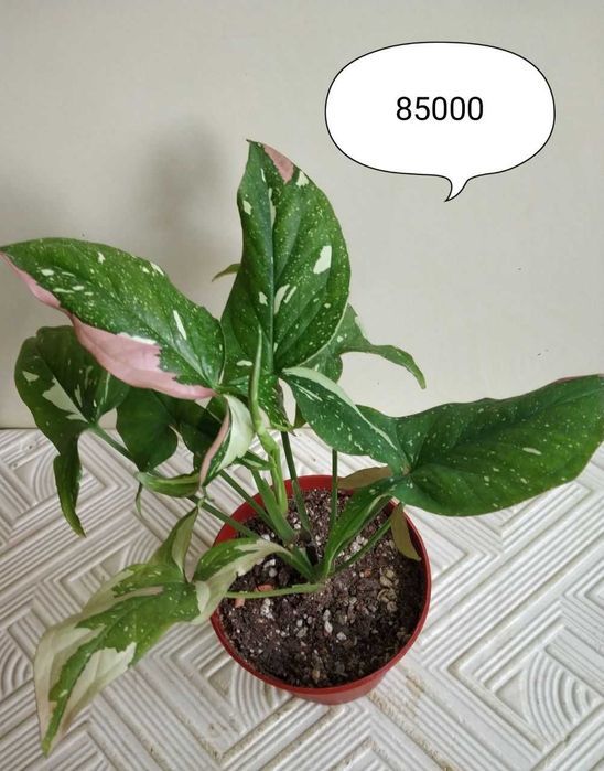 Продаю сингониумы  ( очень красивый редкий сорт )