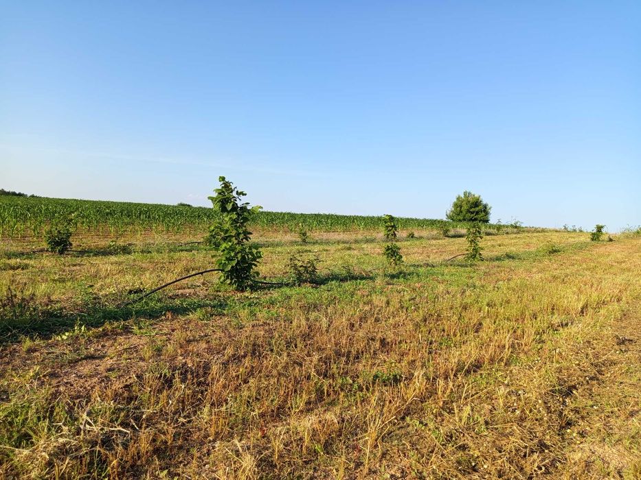 Продава се Земеделски имот в Асеновград -  кв.м за 3 €/дка - Снимка #4