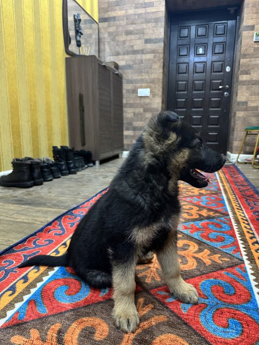 Немецкая овчарка щенок