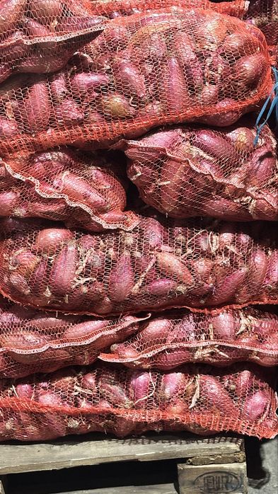 Ceapa de apa rosie calitate