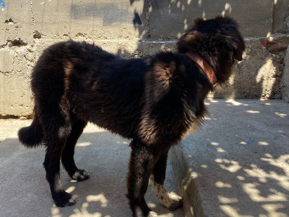 Каракачанска овчарка чистокръвна