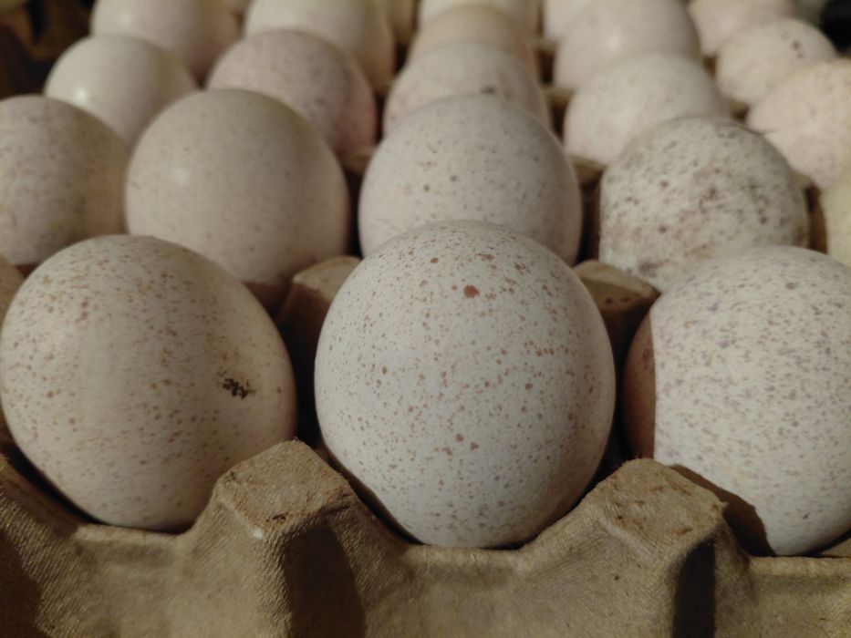 Инкубационные Индюшиные яйца