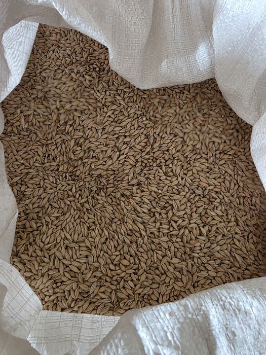 Ячмень сухой чистый