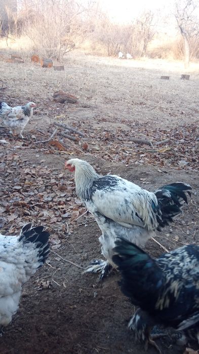 Брама хуроз 7. ойлик