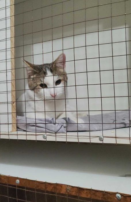 Умный котик ищет дом