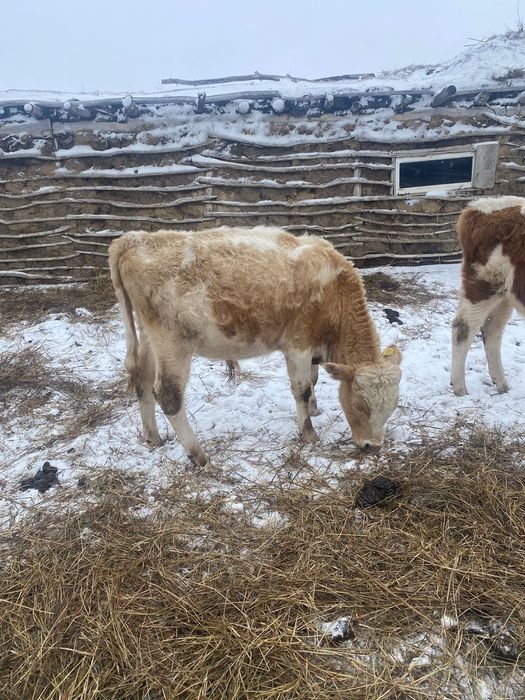 Продам бычков 11 месяц