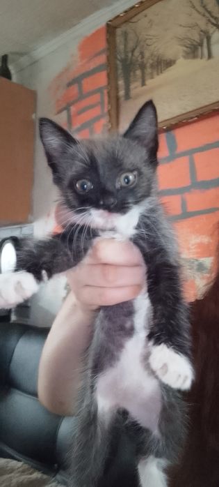 Мальчик в добрые руки