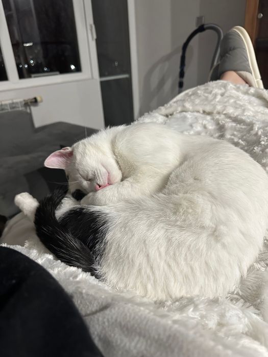 Подарявам коте, 2-годишно