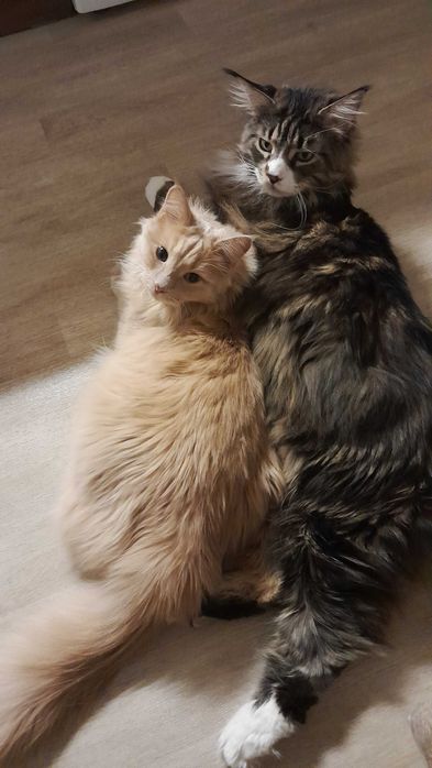 КошкоНяня с выездом на дом