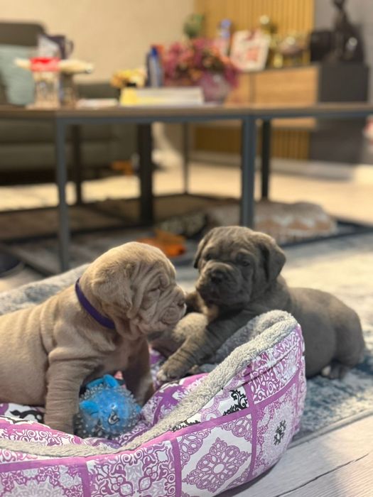 Pui Mastino Napoletano