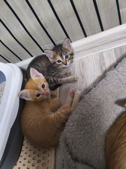 Котята, отдадим в добрые руки