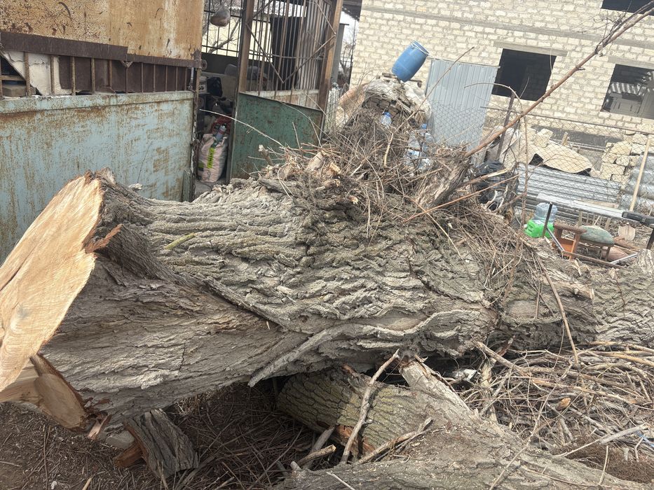 Ствол дерева 0,5-1 м диаметр бесплатно