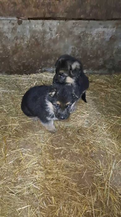 Щенки немецкой овчарки