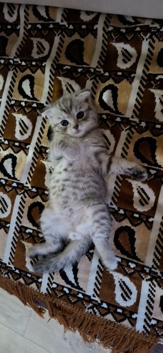 Вислоухий котёнок