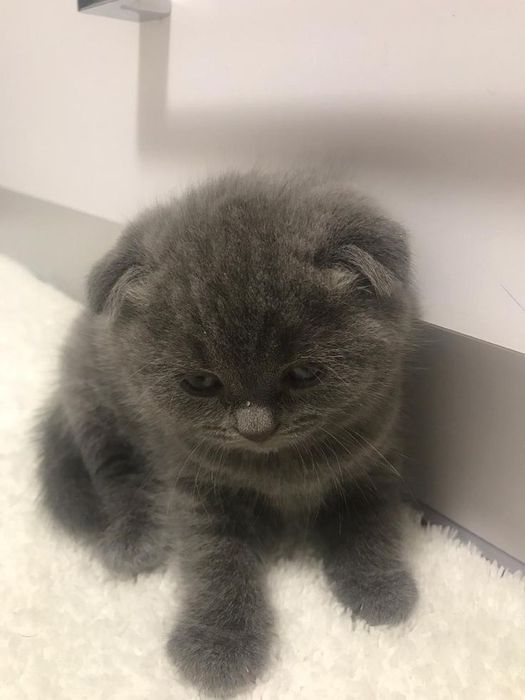 Шотландские котята