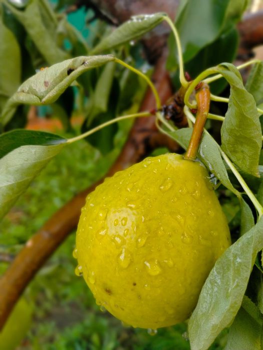 Продам дачу Сад Реченька