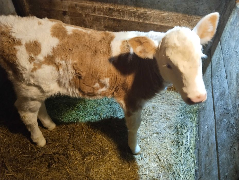 Продам теленка 10 дней